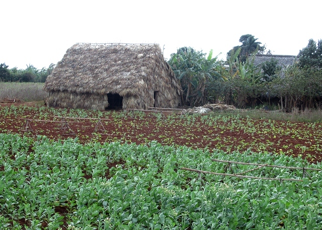 Casa Magaly y Manolo Viñales 1